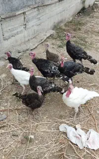 بوقلمون