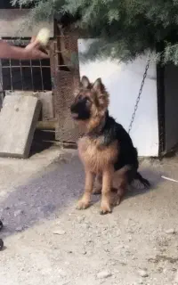 سگ ژرمن شپر شولاین
