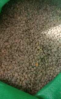 عدس تمیزشده درجه یک بوجاری شده