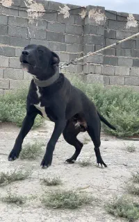 واگذاری رایگان سگ پیتبول اصیل شجره دار