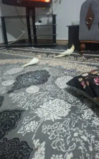 میزشیشه ای