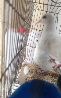 عروس هلندی کبوتر خونگی کوتوله معاوضه با