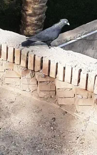 کبوتر ماده