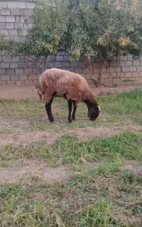 بره ماده