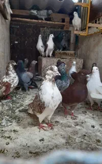 کبوتر پرشی