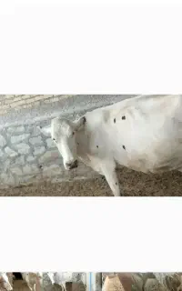 گاو