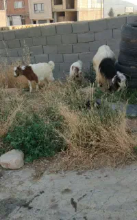 یک عدد بز  دوقلو نر بزغاله ها