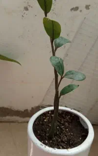 مجموعه بالا روگذاشتم جمعا۱۲۰۰ت