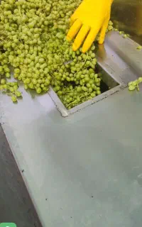 آبغوره بیضا