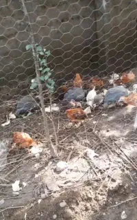 جوجه مرغ و خروس ۵ ماهه
