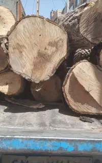 خرید چوب و قطع درختان