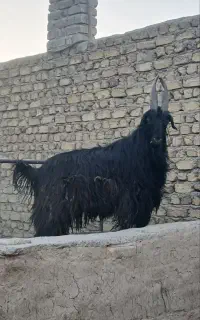 بزغاله دوبری