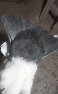 پرنده