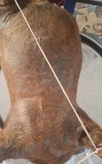 روغن محلی (دان) درجه یک (روستای کلم)