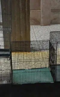 قفس پرنده