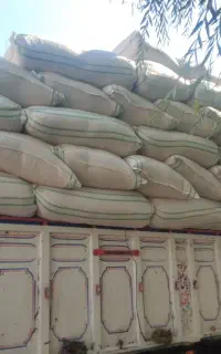 کاه نرم گندم گونی شده