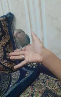 سلام  طوطی کوته سالم سرحال هست رو کنگی هست