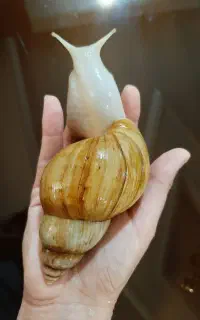 ۳ عدد حلزون کلاژن