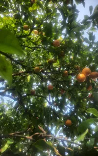 علف زنی و تمیز کاری باغ