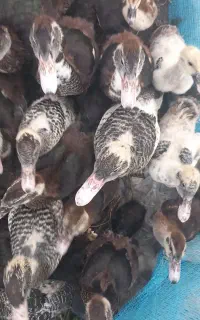 جوجه اردک اسرئیلی
