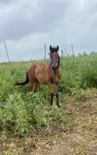 اسب کره کهر ۱ساله نیم