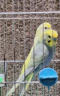 مرغ عشق رینبو
