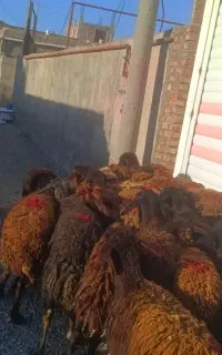 25 راس شیشک نمونه جفتی 55 میلیون