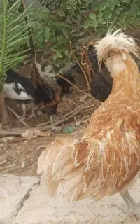 مرغ لهستانی
