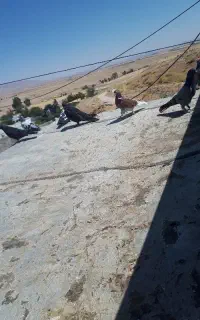 کفتر