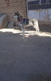 سلام دوستان سگ هاسکی جون باهوش کسی خاست درخدمتم