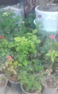 گل رز