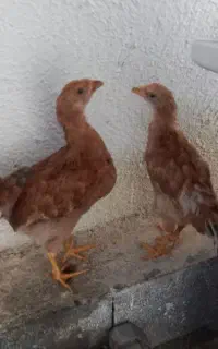 جوجه مرغ رسمی  چند ماهه