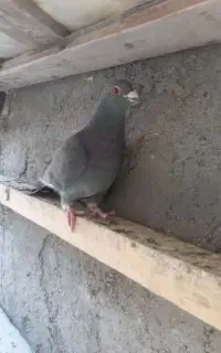 کفتر شهرستانی گرفتی