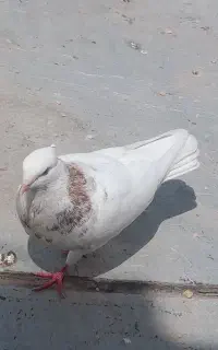 کبوتر طوقی ساده  قره سیاه