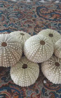 فروش انواع صدف ،اسفنج ،مرجان ، توتیای دریایی