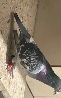 پلاکی عربستان