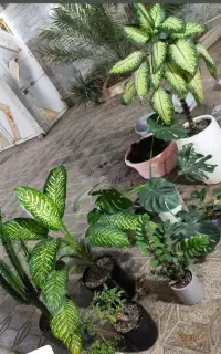 گل هات رو زنده کن تعویض خاک و گلدان اصولی