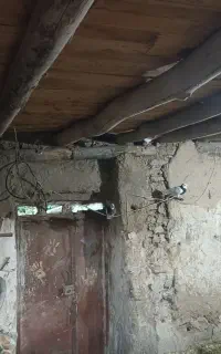 کبوتر طوقی