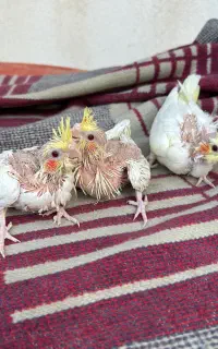 جوجه عروس سرلاکی