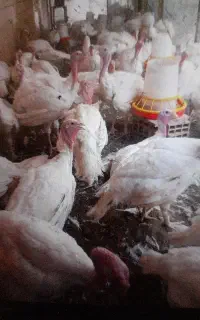 بوقلمون سفید