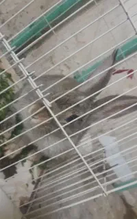 خرگوش
