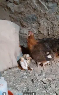 مرغو جوجه