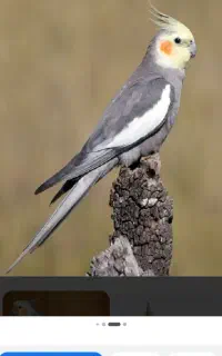 گم شده. عروس هلندی