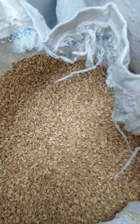 گندم فروشی برای آرد