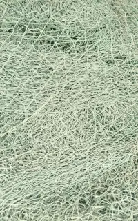 ضایعات طور نخی