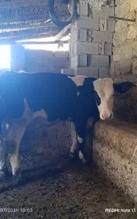 دو راس گوساله سیمینتال اصل درجه یک