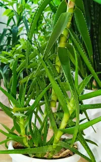 گل آلوورا (شاخ بزی)