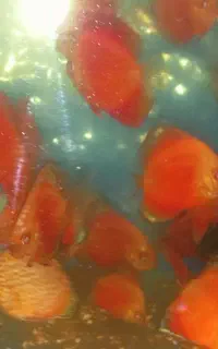 تعدادی  دیسکس  در دونژاد