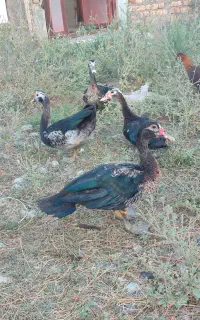 اردک خارجی
