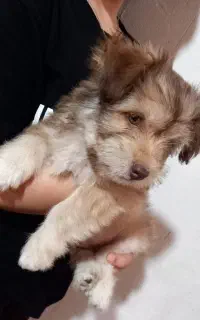توله سگ باهوش و بازی گوش ۵ ماهه
